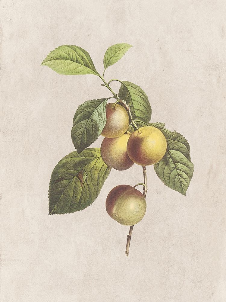 Fruity Botanic 3 art print by Sheldon Lewis for $57.95 CAD