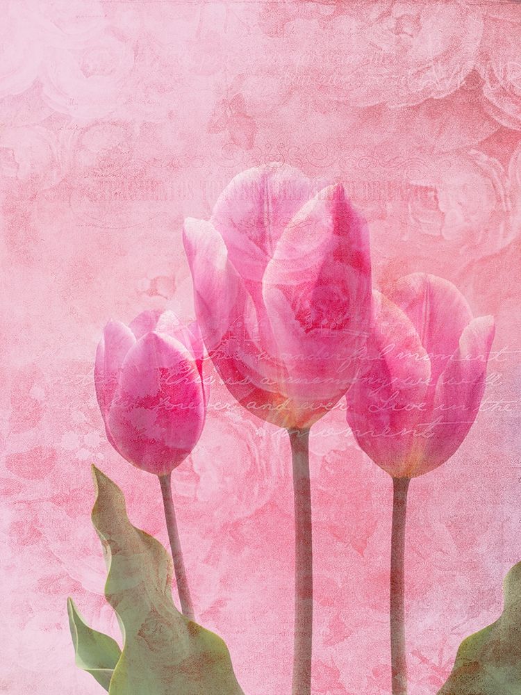 Tulip Love 1 art print by Sheldon Lewis for $57.95 CAD