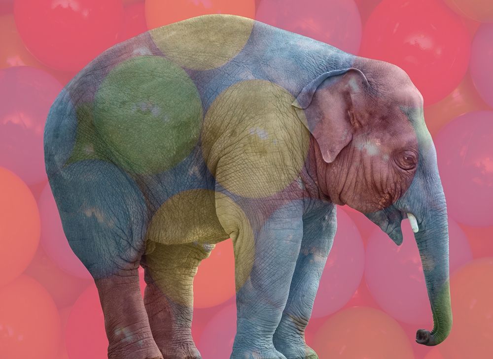 Playpen Elephant art print by Sheldon Lewis for $57.95 CAD