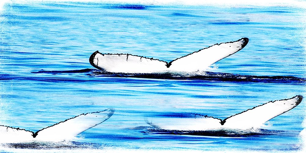 Whale Watching art print by Sheldon Lewis for $57.95 CAD
