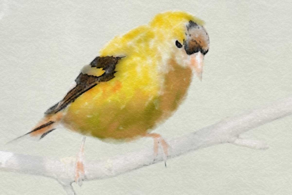 Goldfinch art print by Sarah Butcher for $57.95 CAD