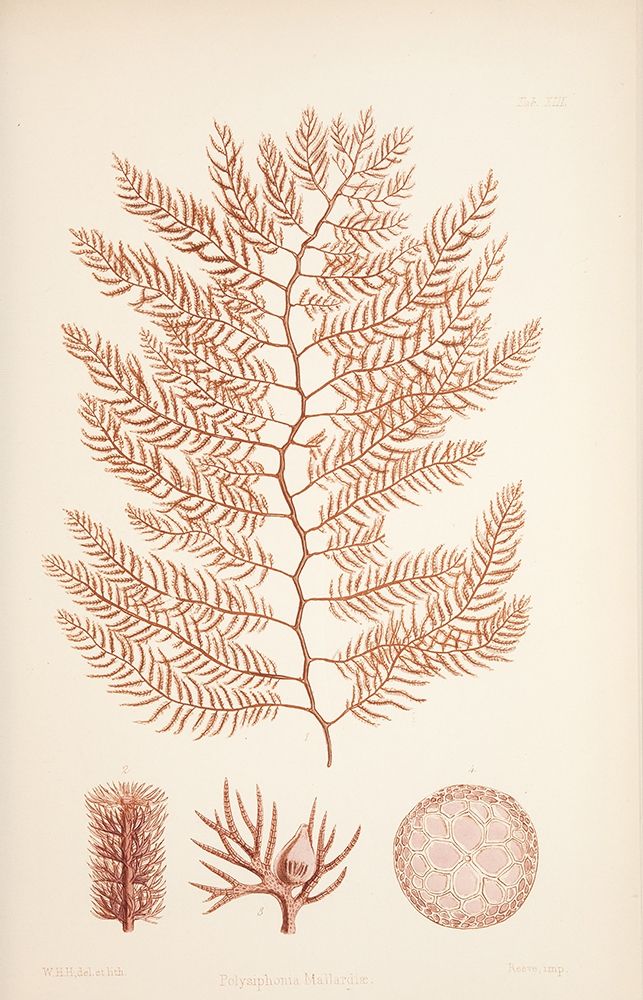 Polysiphonia Coral art print by Tina Carlson for $57.95 CAD