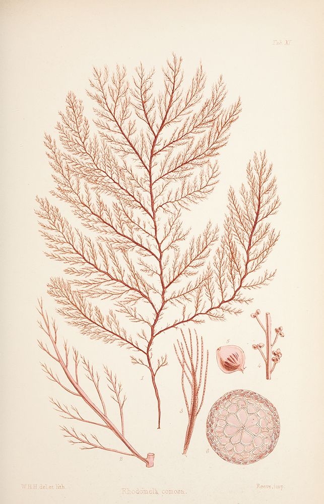 Rodomela Coral art print by Tina Carlson for $57.95 CAD
