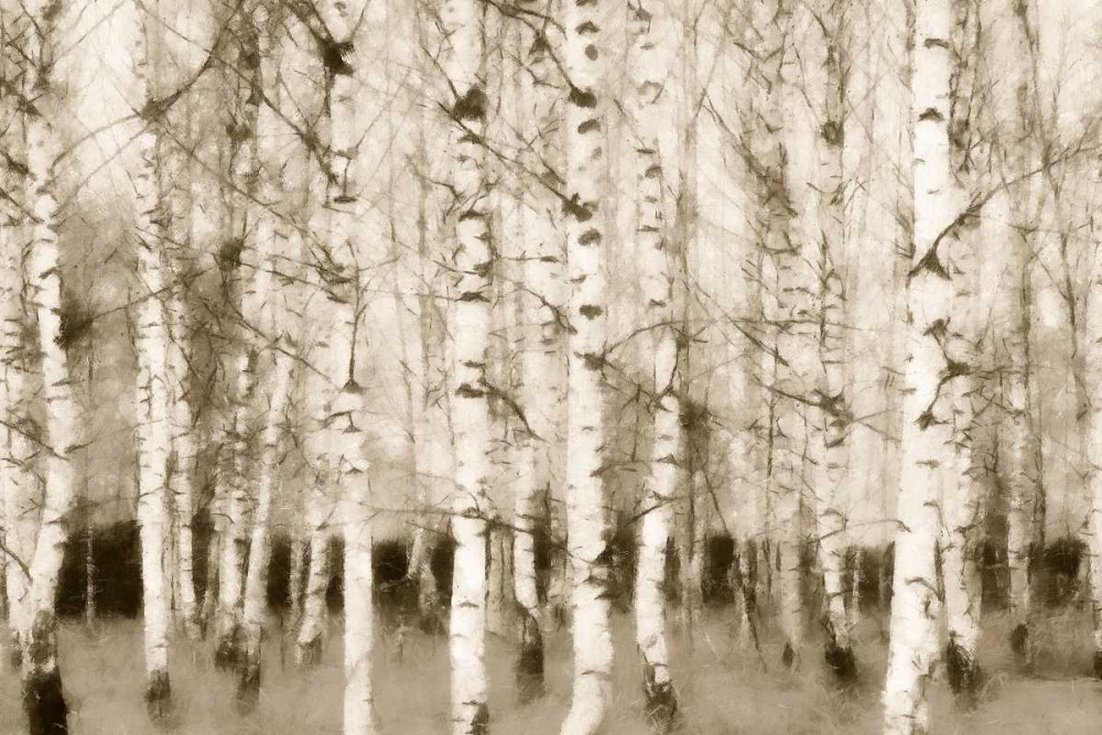 Sepia Timber art print by Taylor Greene for $57.95 CAD