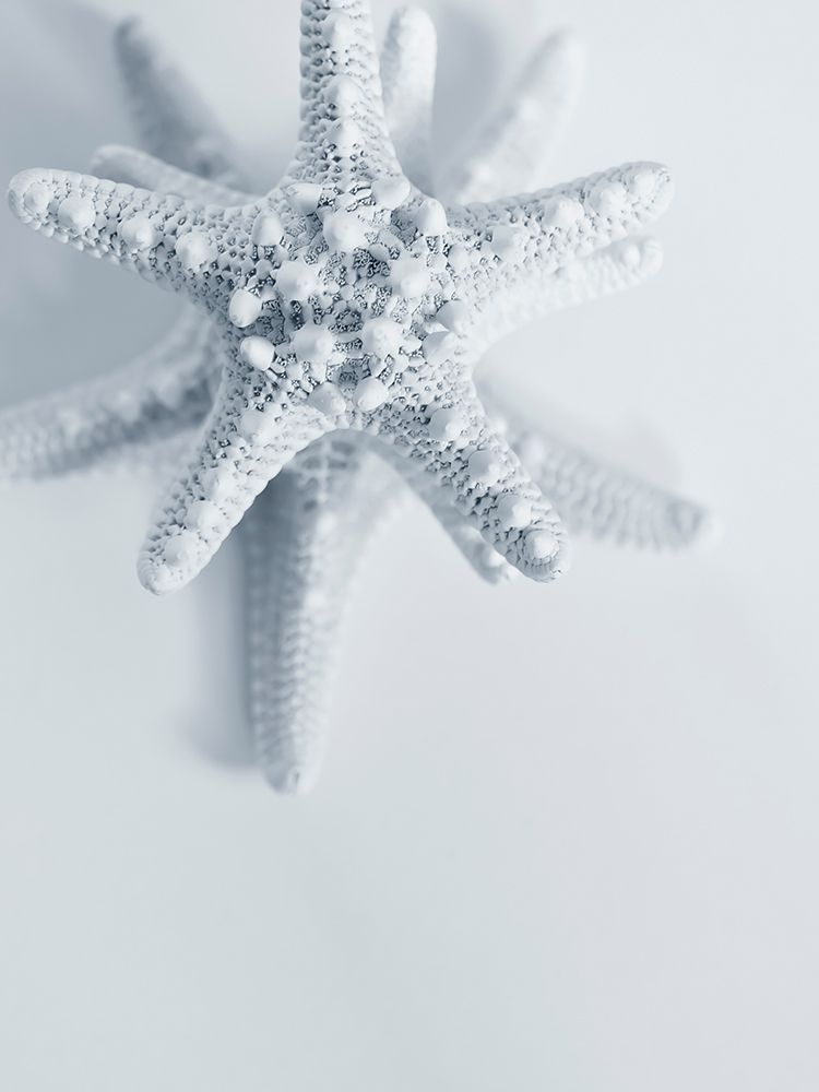 Starfish art print by Tracey Telik for $57.95 CAD