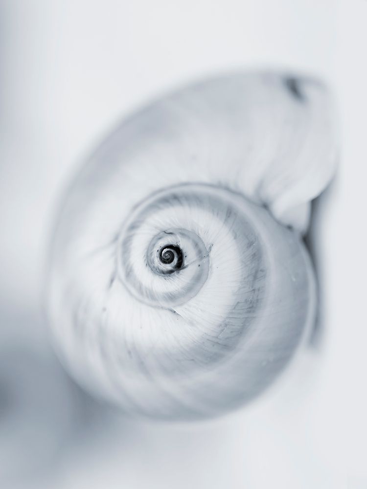 Moon Snail art print by Tracey Telik for $57.95 CAD