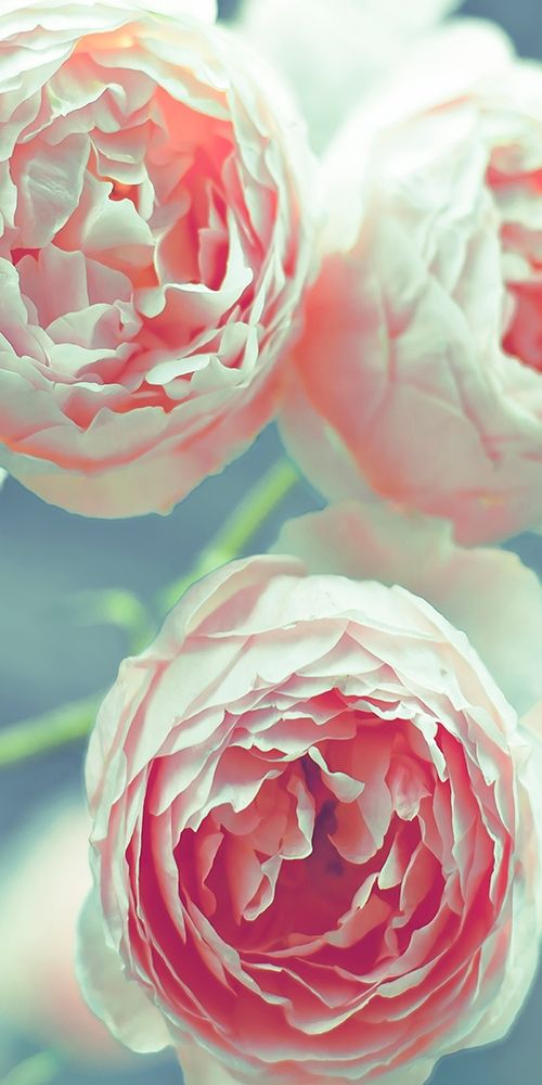 English Roses art print by Tracey Telik for $57.95 CAD