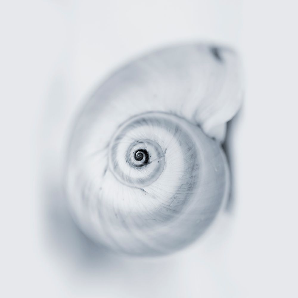 Midnight Snail art print by Tracey Telik for $57.95 CAD