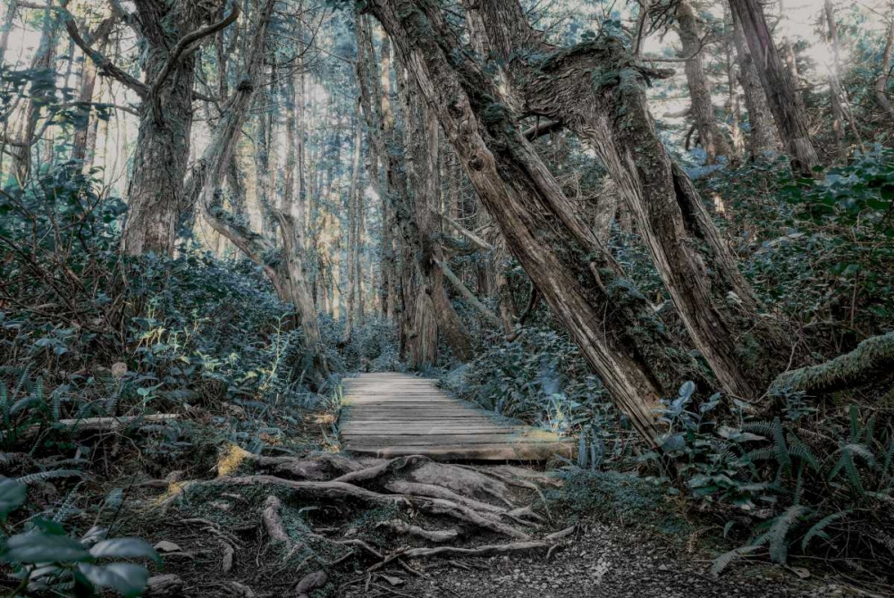 Path In The Forest 2 art print by Vladimir Kostka for $57.95 CAD