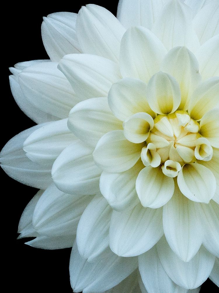 White Dahlia 5 art print by Suzanne Foschino for $57.95 CAD