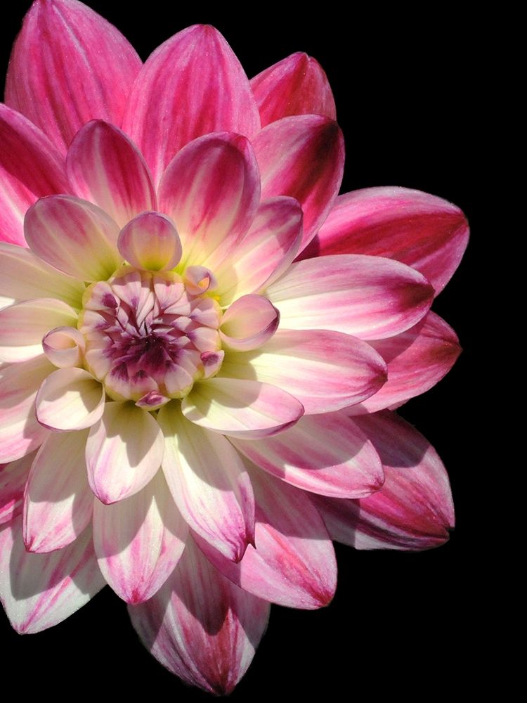 Ombre Dahlia 16 art print by Suzanne Foschino for $57.95 CAD
