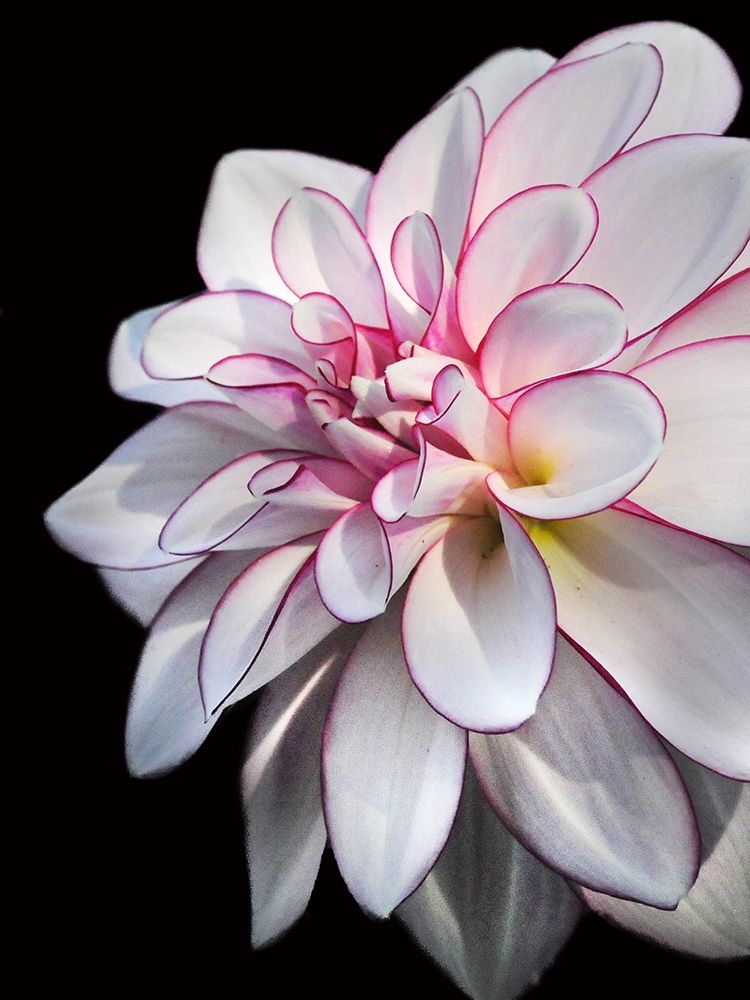 Pale Dahlia 10 art print by Suzanne Foschino for $57.95 CAD