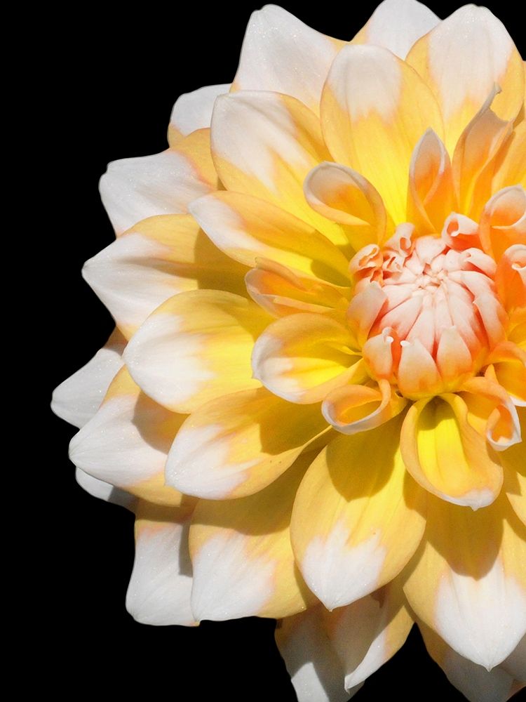 Cheerful Dahlia 28 art print by Suzanne Foschino for $57.95 CAD