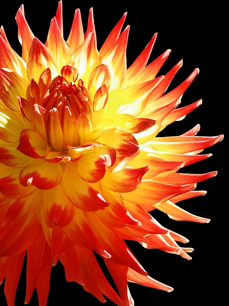 Fire Dahlia 31 art print by Suzanne Foschino for $57.95 CAD