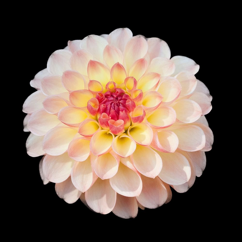 Dahlia 1 art print by Suzanne Foschino for $57.95 CAD