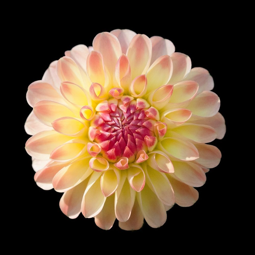 Dahlia 2 art print by Suzanne Foschino for $57.95 CAD