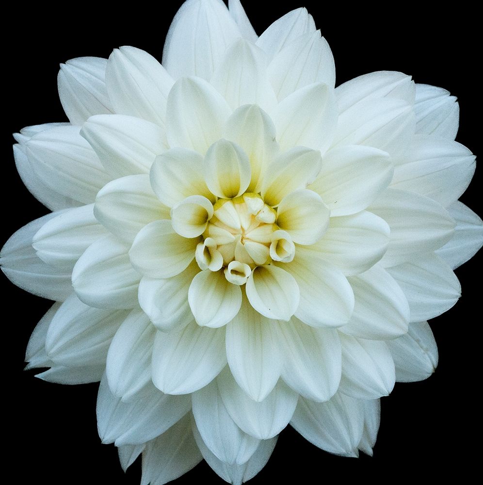 Dahlia 5 art print by Suzanne Foschino for $57.95 CAD