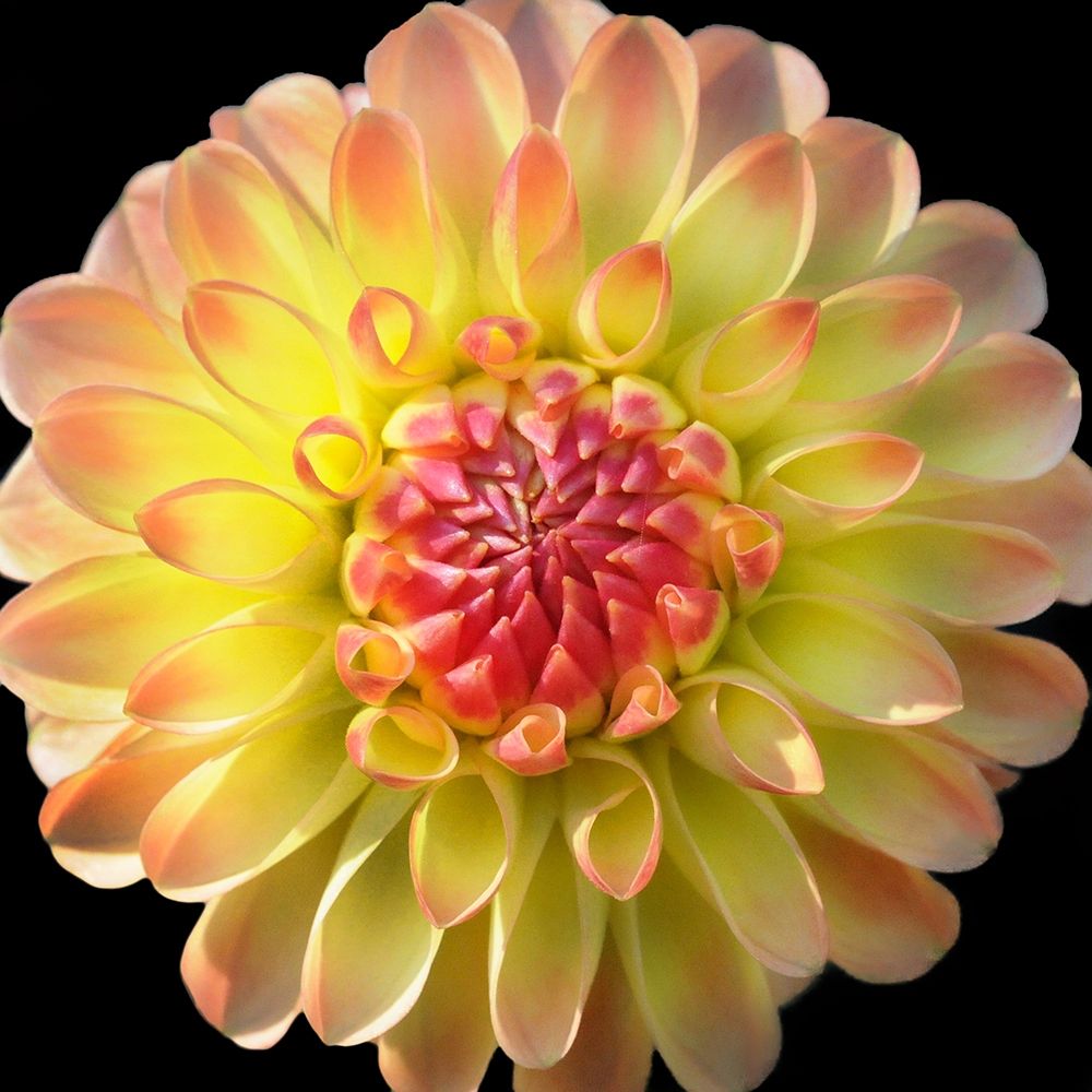 Dahlia 27 art print by Suzanne Foschino for $57.95 CAD