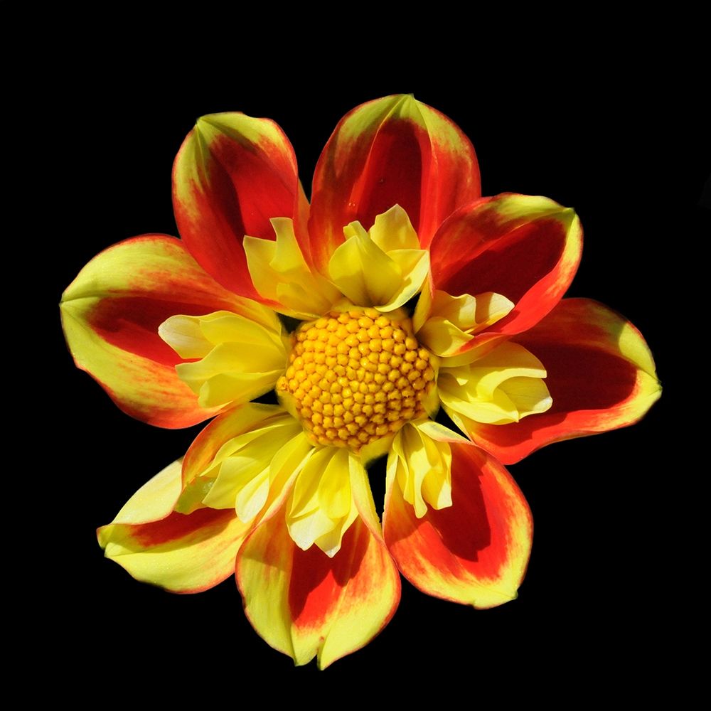 Dahlia 12 A art print by Suzanne Foschino for $57.95 CAD