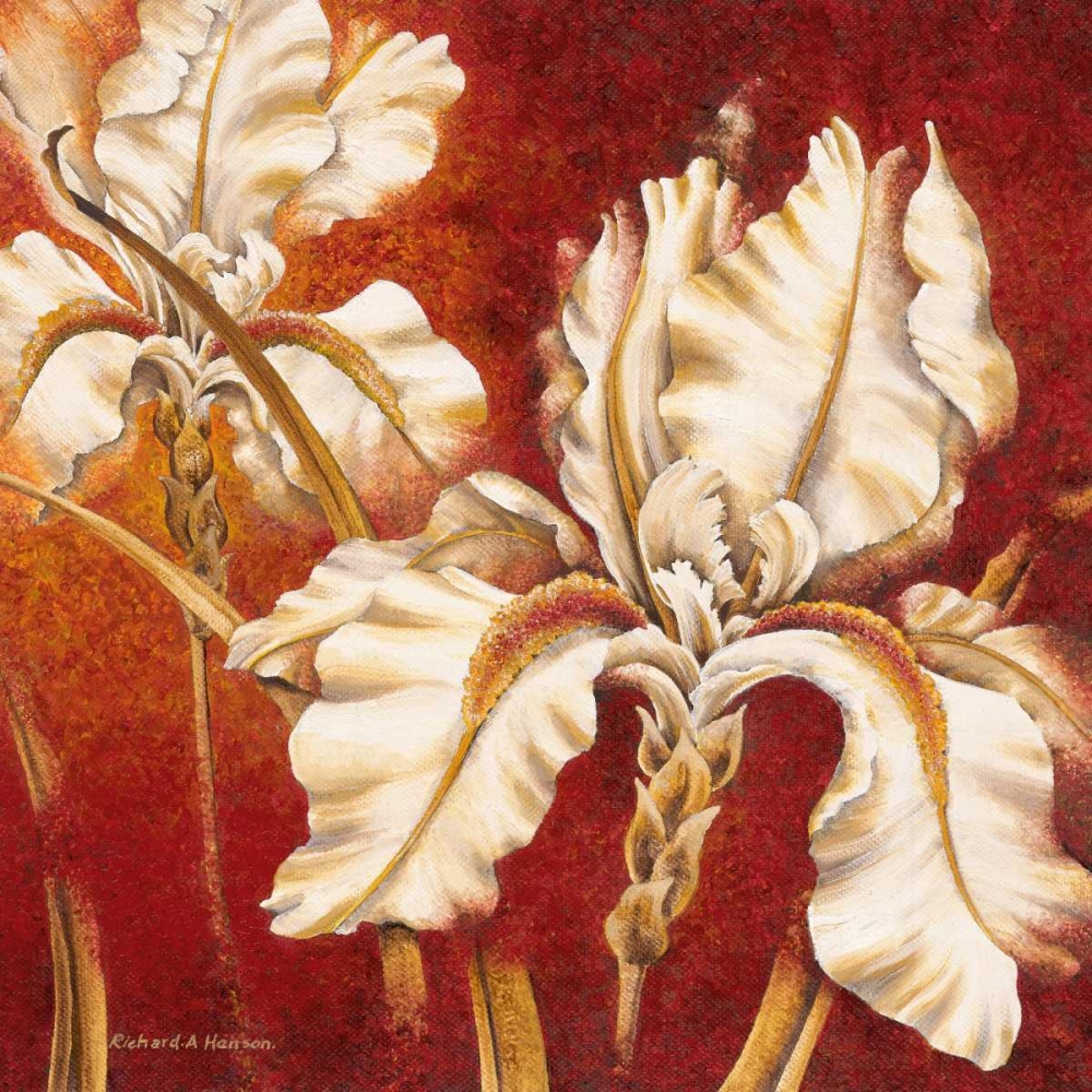 White Iris art print by Richard Henson for $57.95 CAD