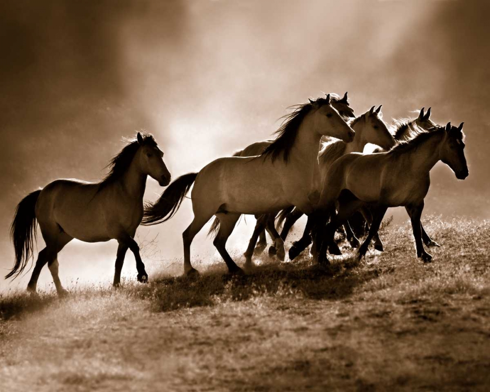 Wild Horses art print by Lisa Dearing for $57.95 CAD