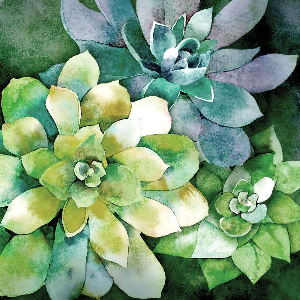 Summer Succulents art print by Conrad Knutsen for $57.95 CAD