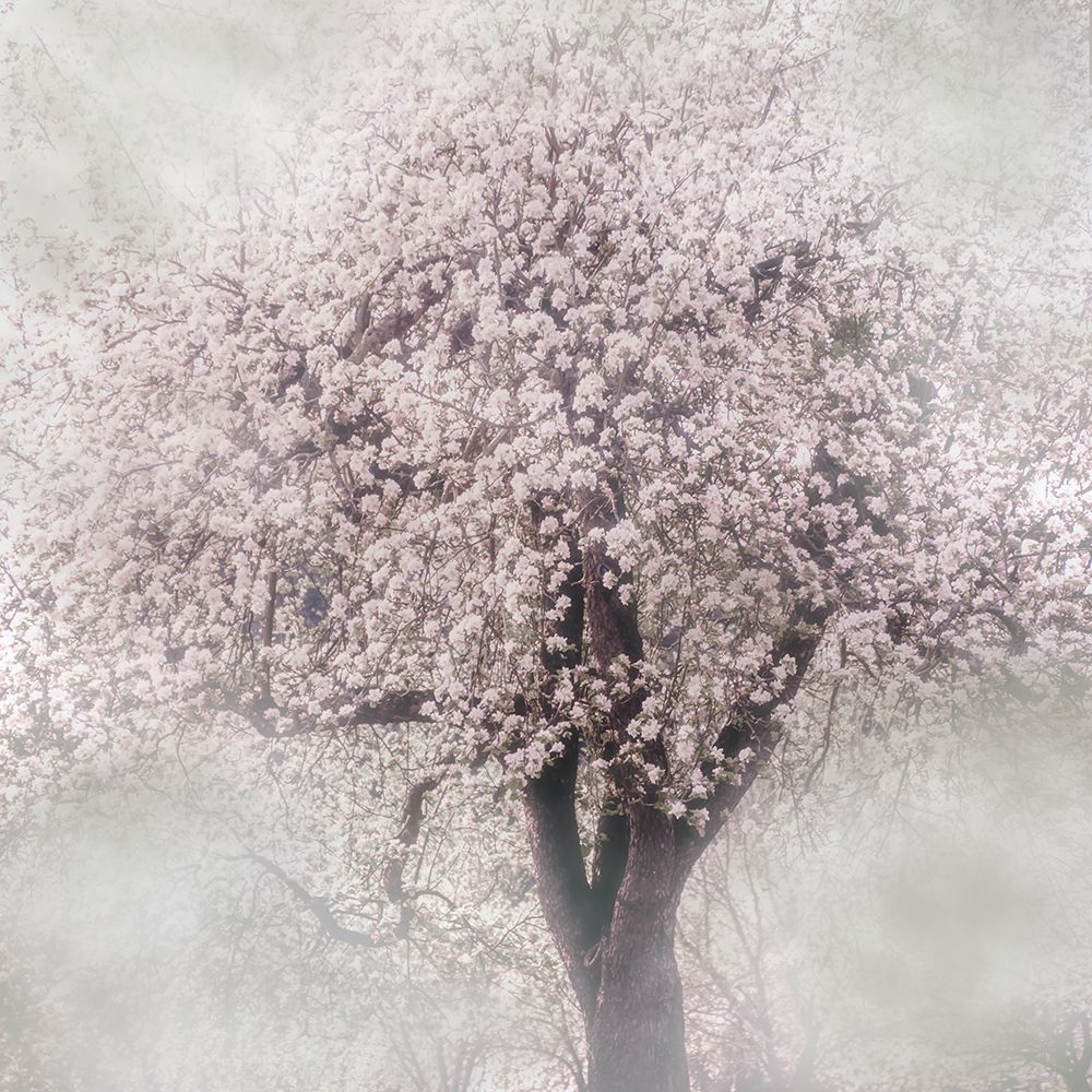 Blossoms of Spring III art print by Irene Weisz for $57.95 CAD