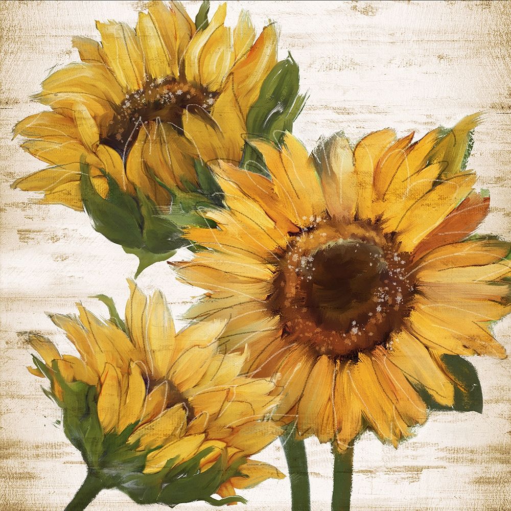 Sunflower Summer I art print by Conrad Knutsen for $57.95 CAD