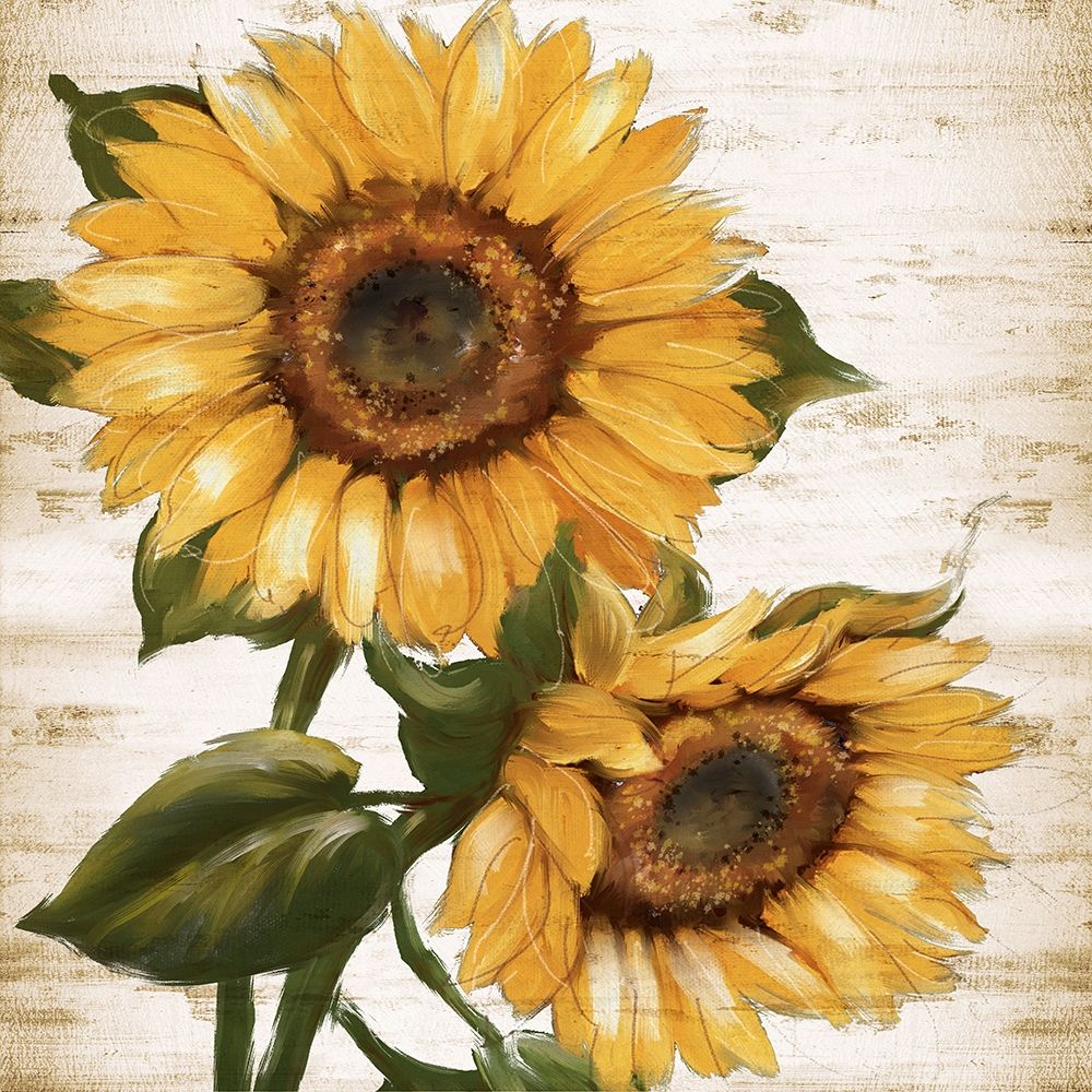 Sunflower Summer II art print by Conrad Knutsen for $57.95 CAD