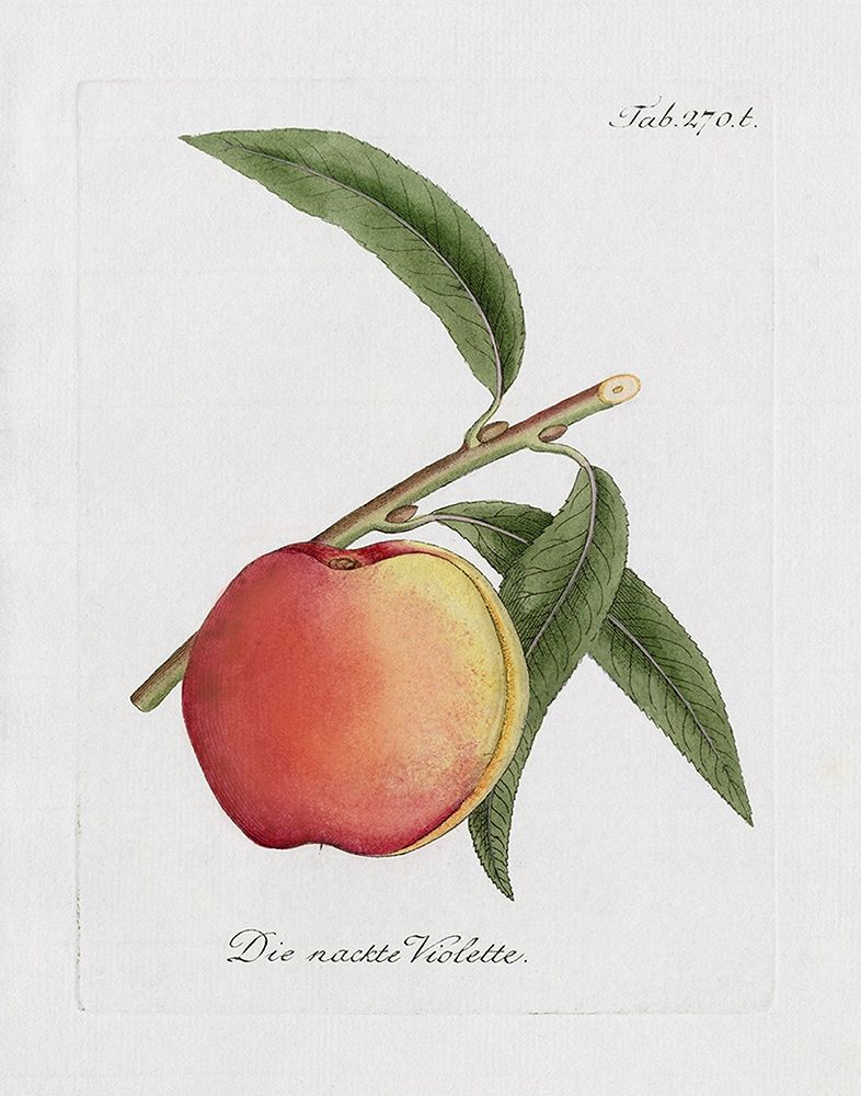 Peachy Keen I art print by Kelly Donovan for $57.95 CAD