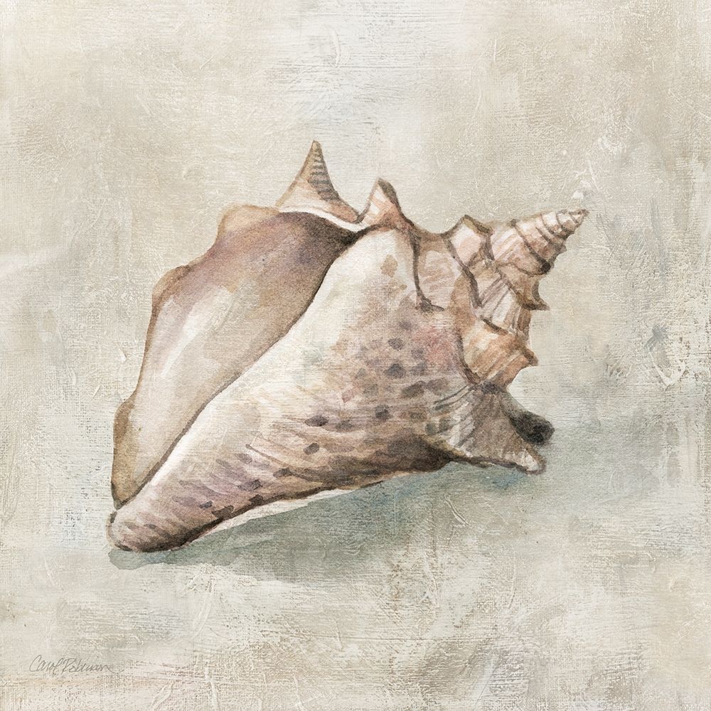 Seashell Textures II art print by Carol Robinson for $57.95 CAD
