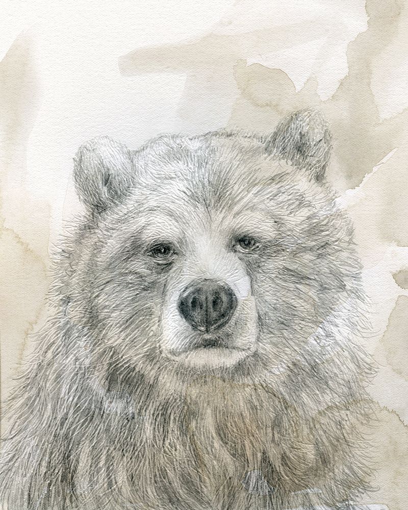 Woodland Sketch Bear art print by Carol Robinson for $57.95 CAD