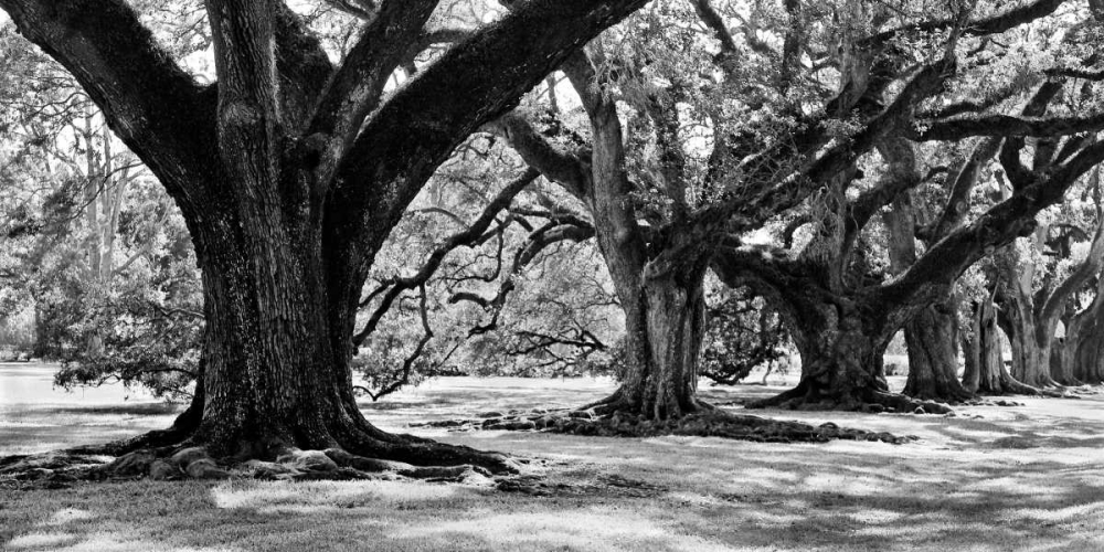Majestic Oaks I art print by Jeff Maihara for $57.95 CAD