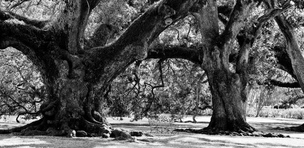 Majestic Oaks II art print by Jeff Maihara for $57.95 CAD
