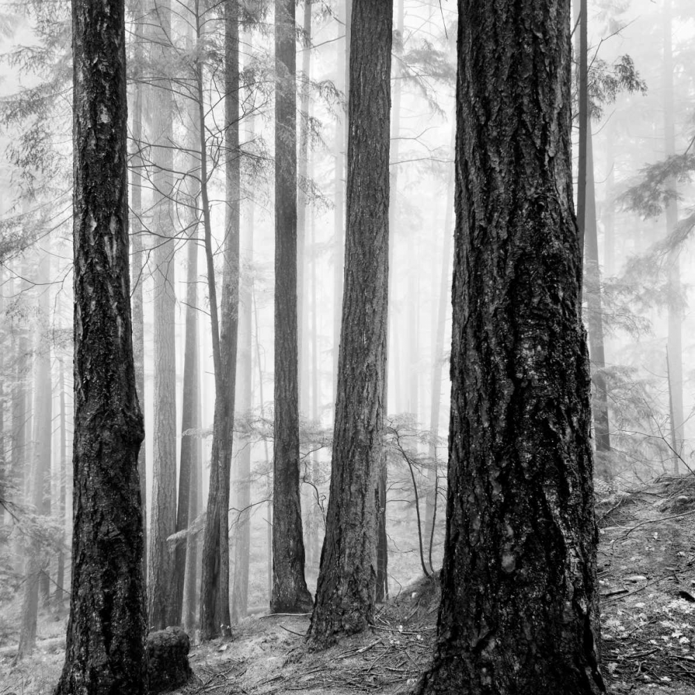 Capilano Forest art print by LSH for $57.95 CAD
