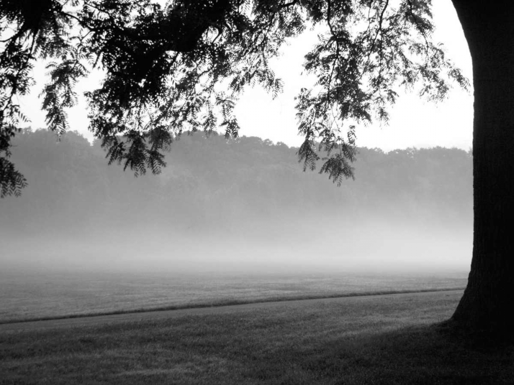Fog in the Park I art print by Gary Bydlo for $57.95 CAD