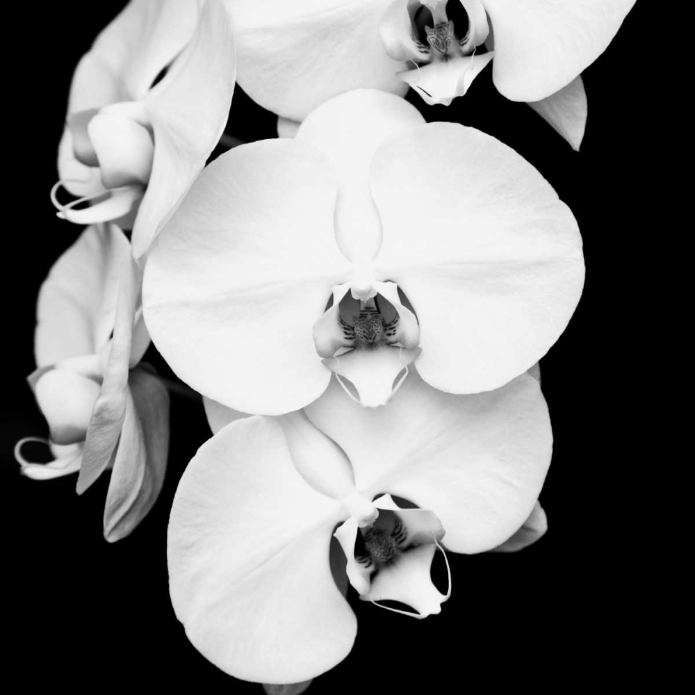 Orchid Portrait I art print by Jeff Maihara for $57.95 CAD