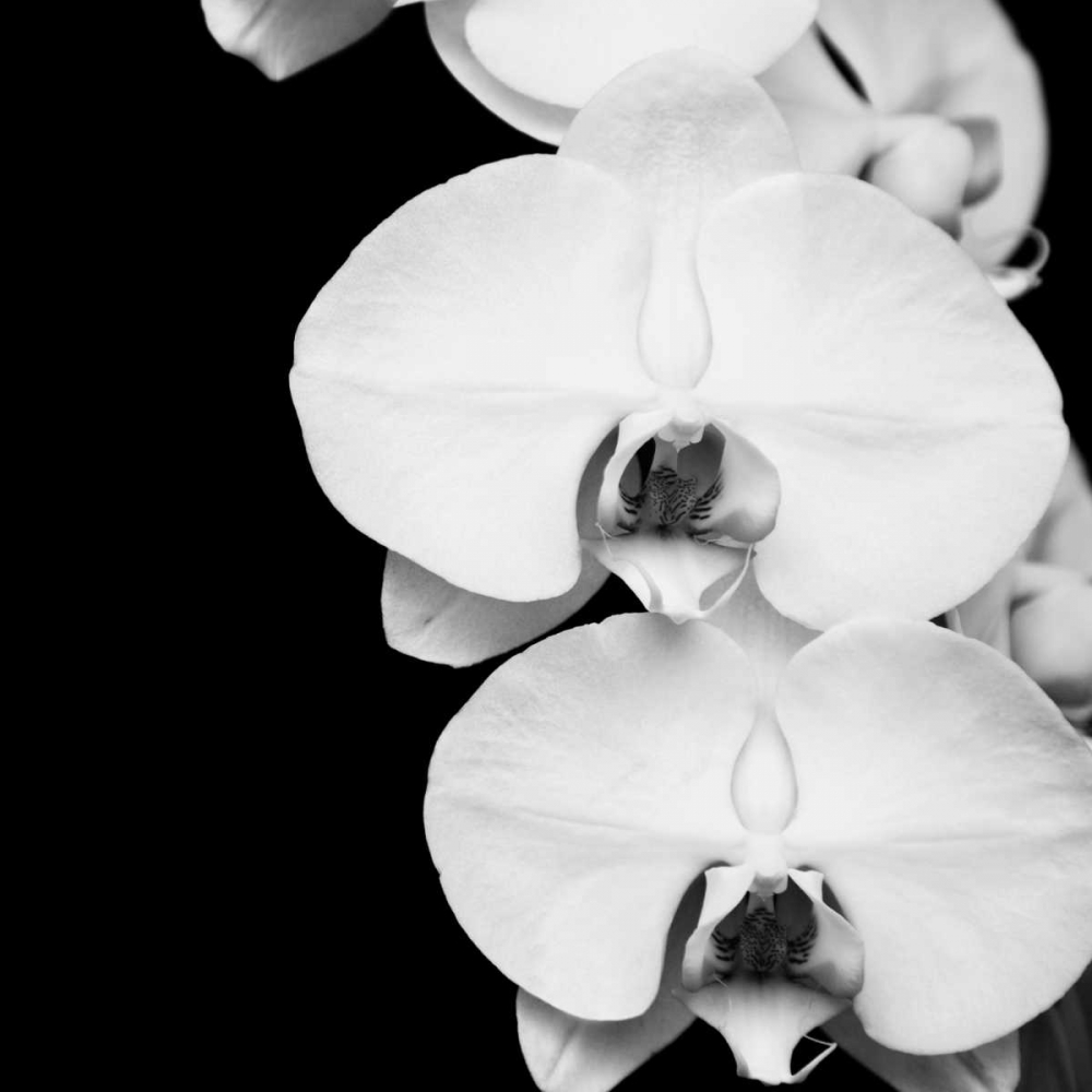 Orchid Portrait II art print by Jeff Maihara for $57.95 CAD