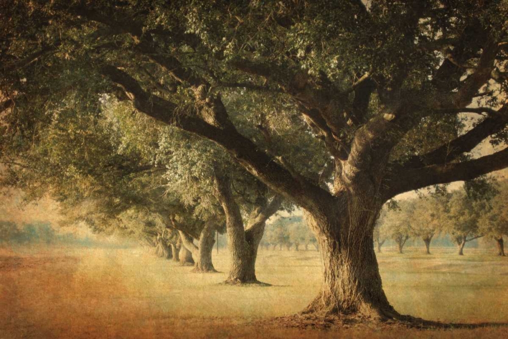 Island Oak art print by William Guion for $57.95 CAD