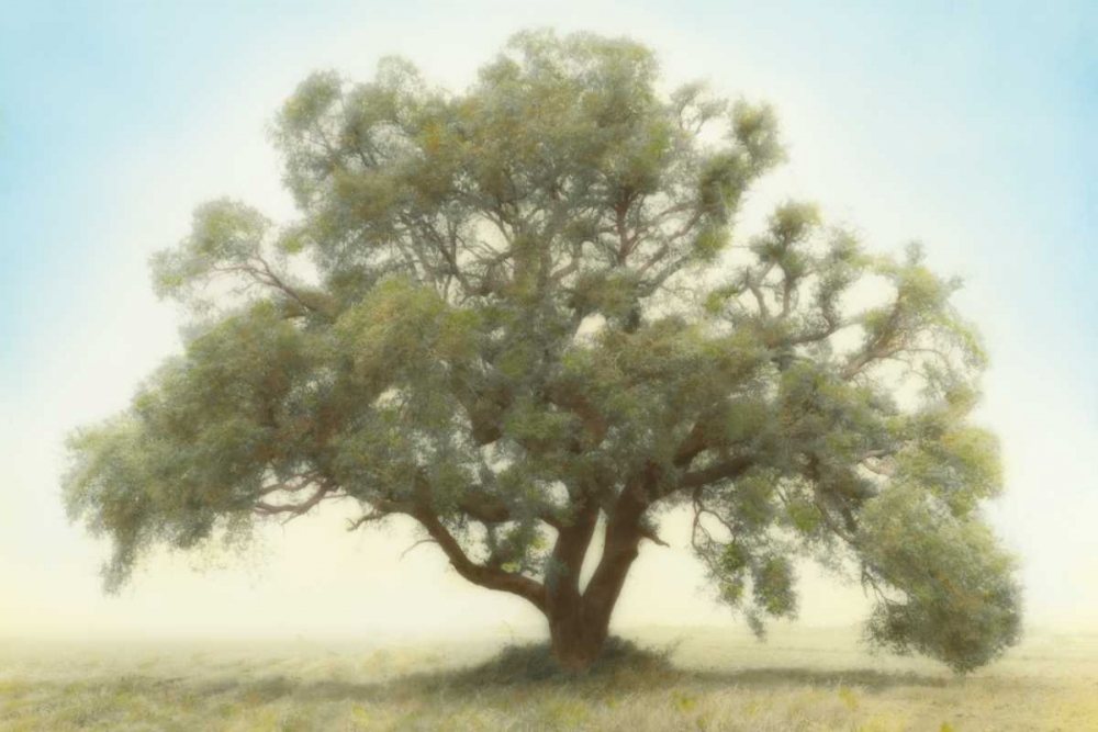 Oak and Blue Sky art print by William Guion for $57.95 CAD