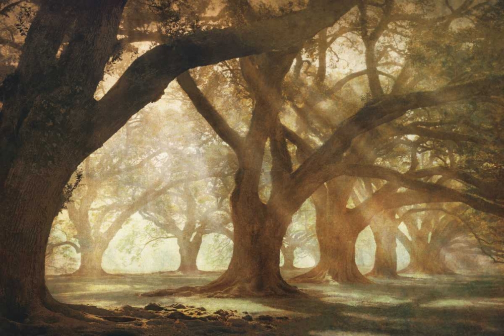 Oak Alley Morning Light art print by William Guion for $57.95 CAD