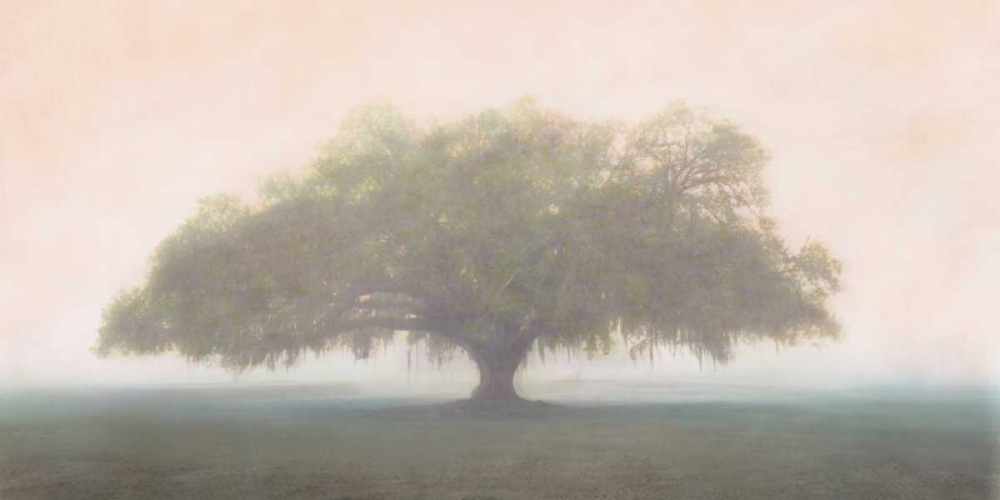Oak in the Fog art print by William Guion for $57.95 CAD