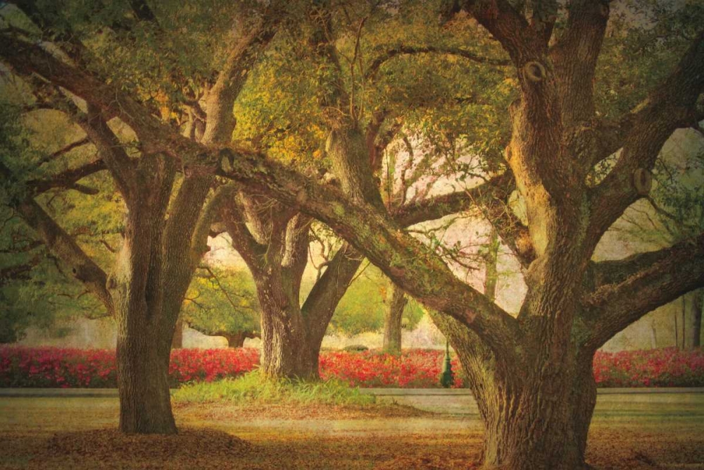 Three Oaks and Azaleas art print by William Guion for $57.95 CAD