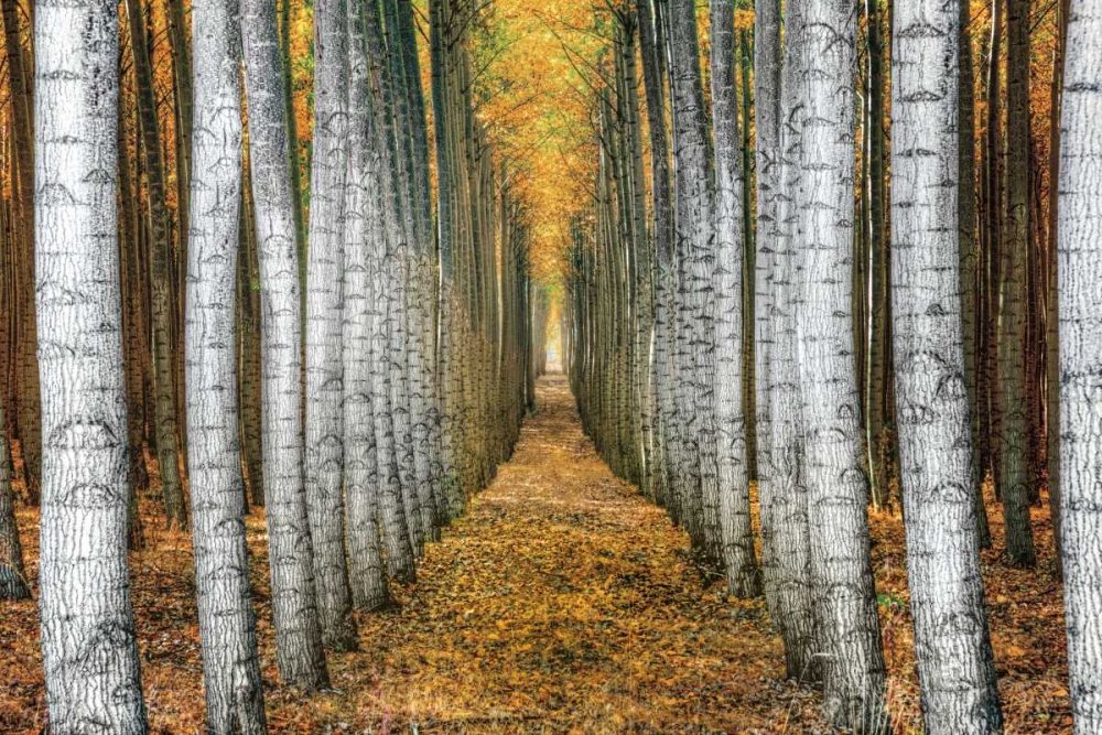 Tree Farm art print by Michael Cahill for $57.95 CAD