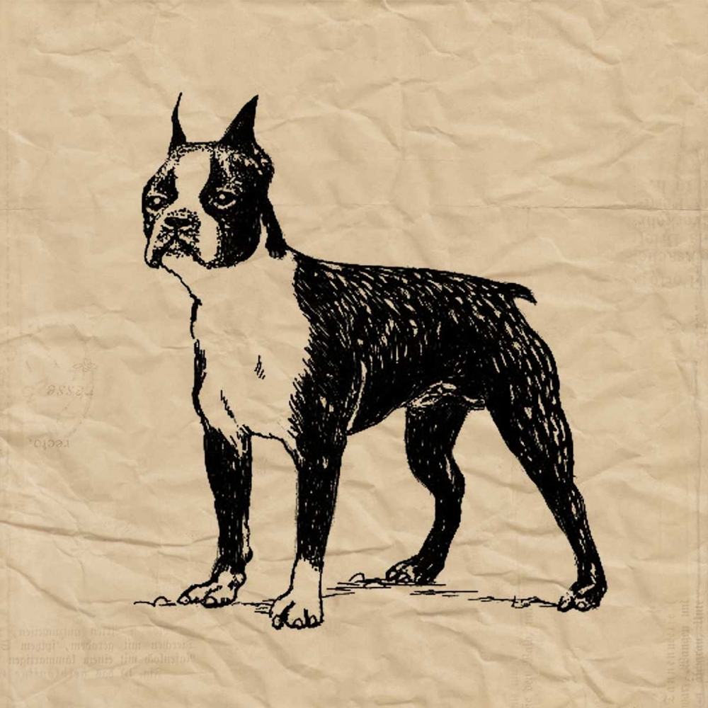 Boston Terrier art print by Sabine Berg for $57.95 CAD