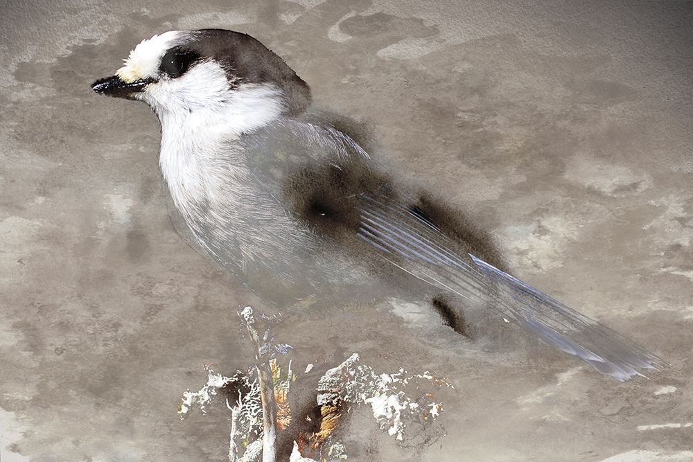 Grey Jay I art print by Stephane Fontaine for $57.95 CAD