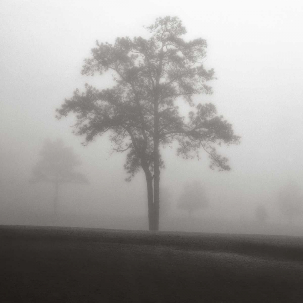 Fog Tree Study I art print by Jamie Cook for $57.95 CAD