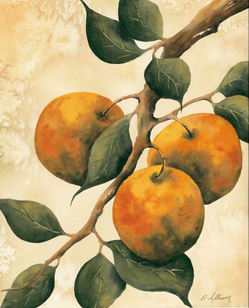 Italian Harvest - Oranges art print by Doris Allison for $57.95 CAD
