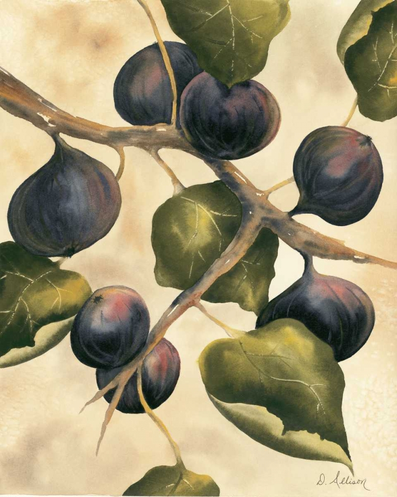 Italian Harvest - Figs art print by Doris Allison for $57.95 CAD
