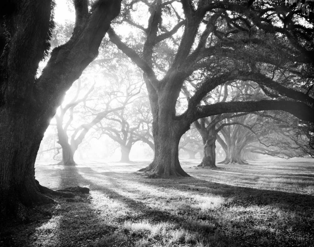 Oak Alley, Light and Shadows art print by William Guion for $57.95 CAD